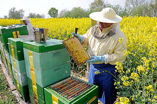 1285 Der Imker hält die Honigwabe in der Hand - Bienenstöcke; Rapsblüte in Seestermühe.