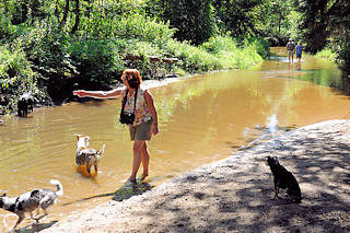 0452 Hunde spielen bei warmen Sommerwetter in der Alster - Naherholungsgebiet Oberalster, Gemeinde Tangstedt (Stormarn).