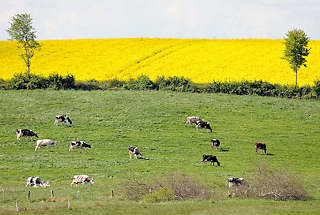 1787 Auf einer Weide grasende Holsteinische Khe - blhendes Rapsfeld bei Pln.